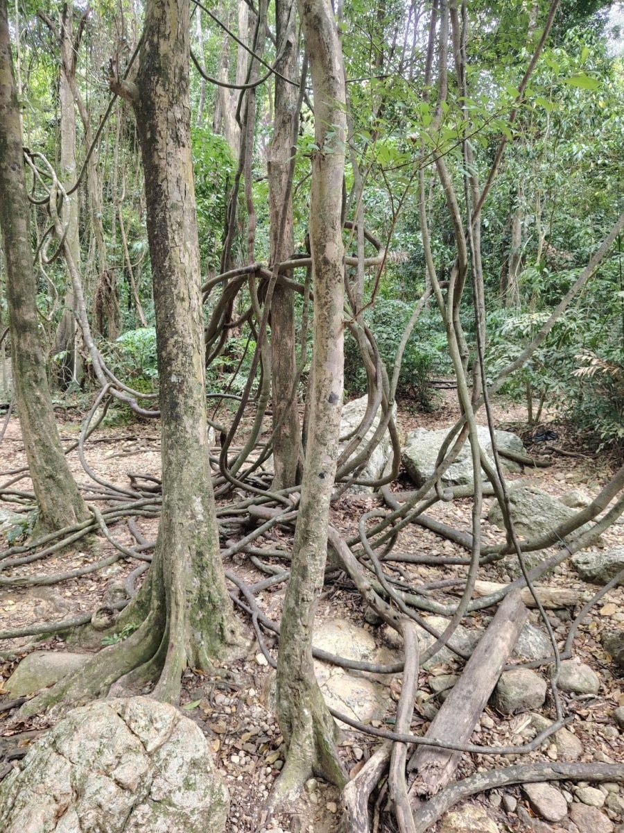 250928_koh_samui_088