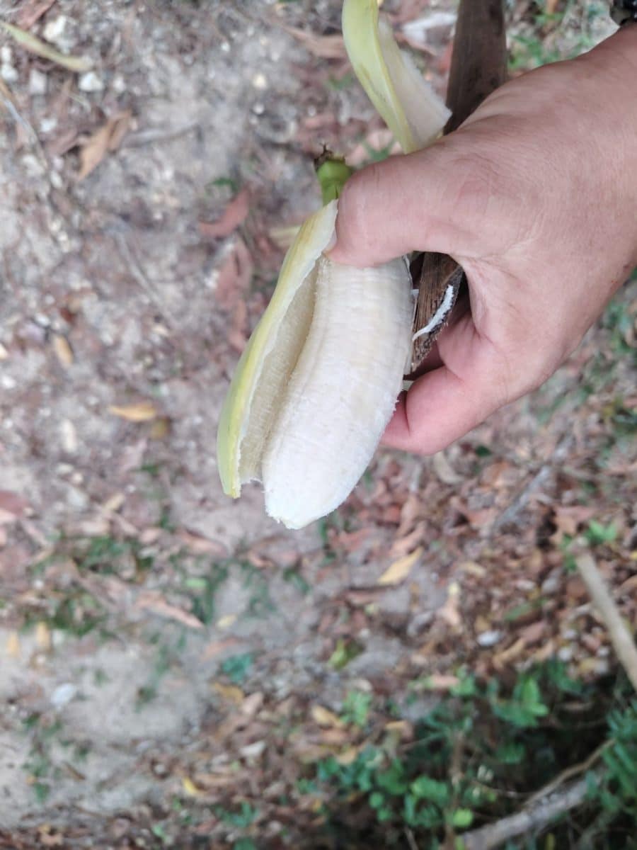250928_koh_samui_162