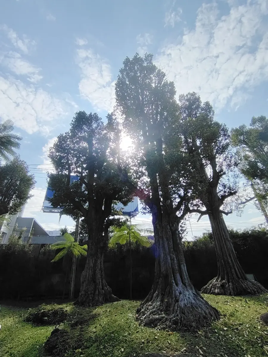 260124_chiang_mai_040