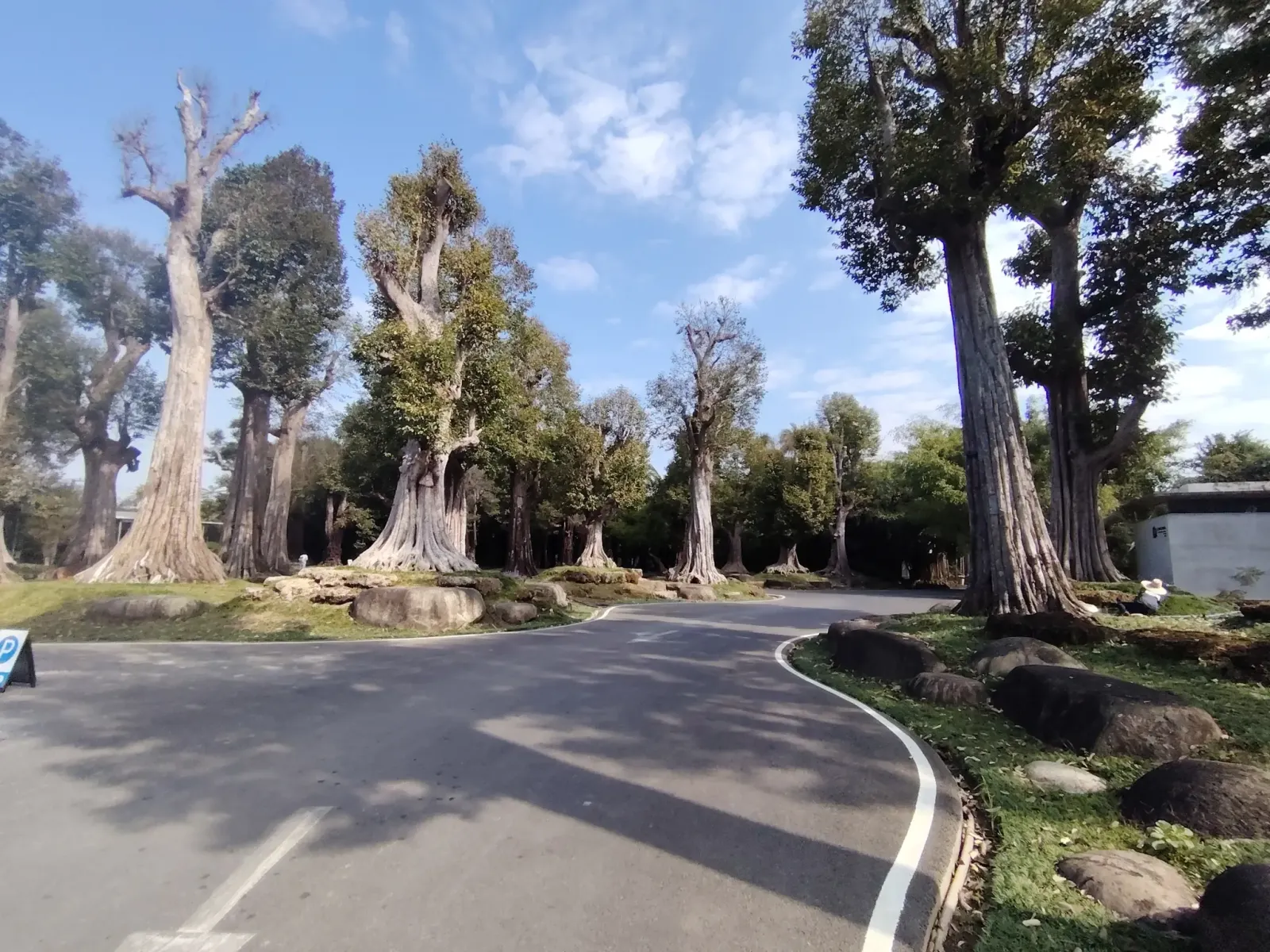 260124_chiang_mai_043