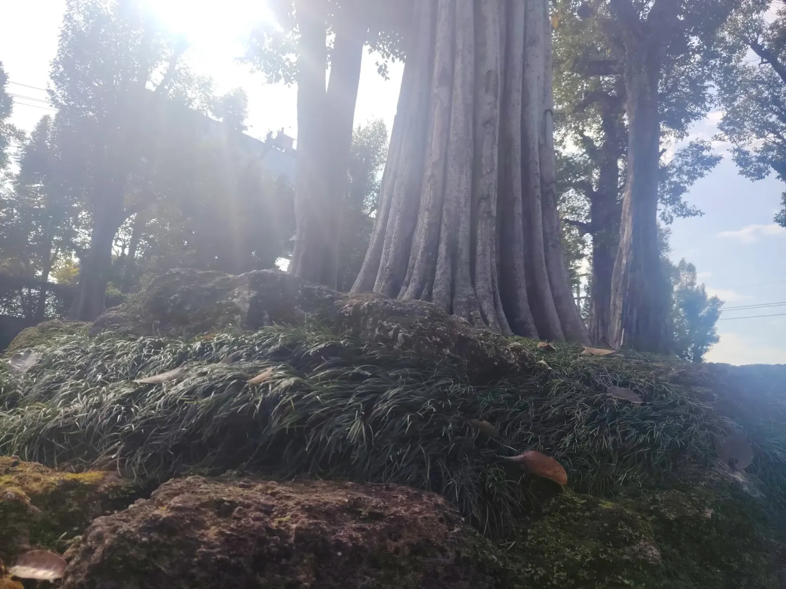 260124_chiang_mai_046