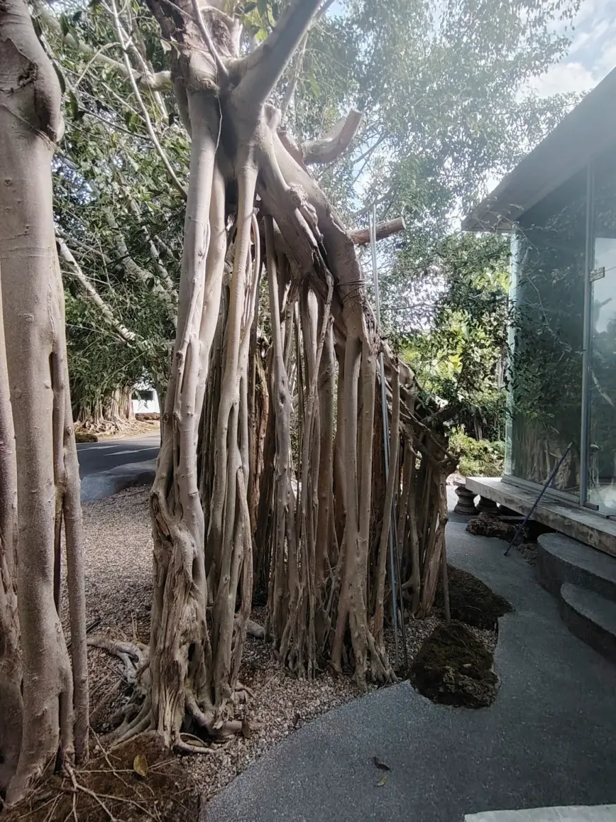 260124_chiang_mai_048