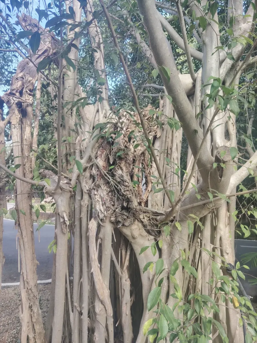 260124_chiang_mai_052