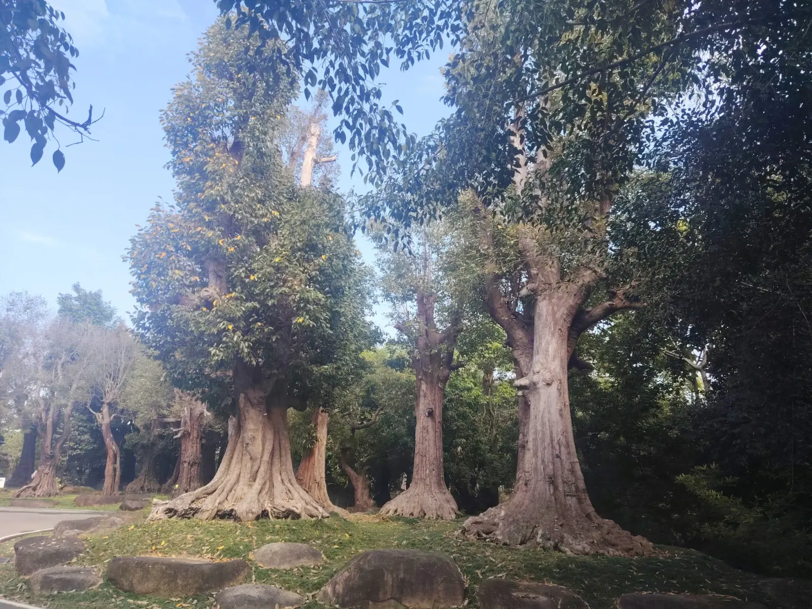 260124_chiang_mai_053