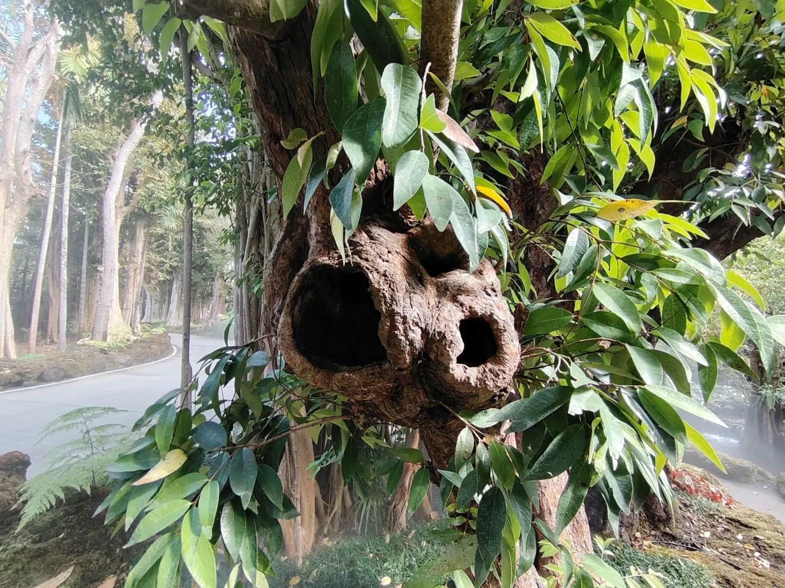 260124_chiang_mai_059