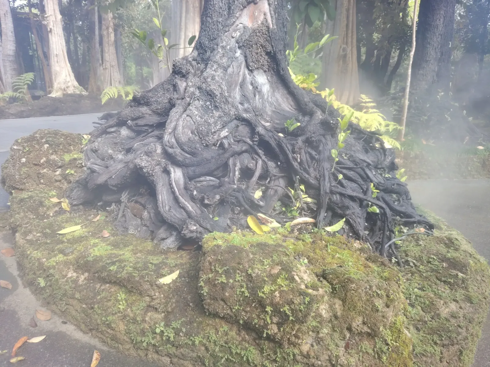 260124_chiang_mai_062