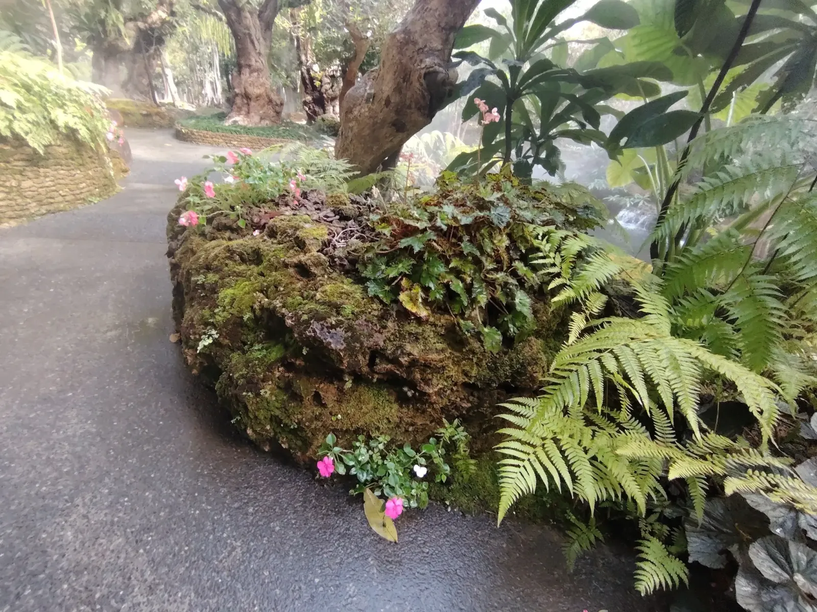 260124_chiang_mai_075