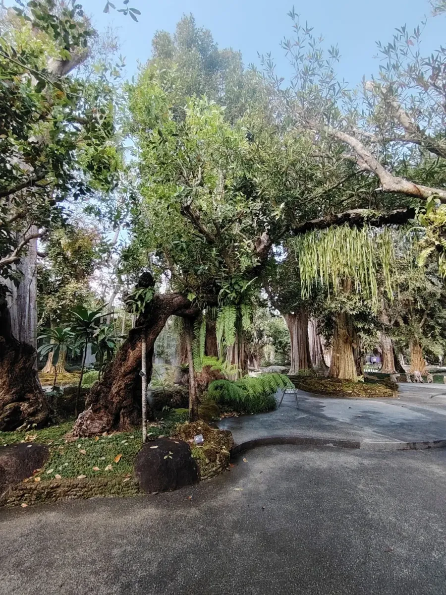 260124_chiang_mai_085