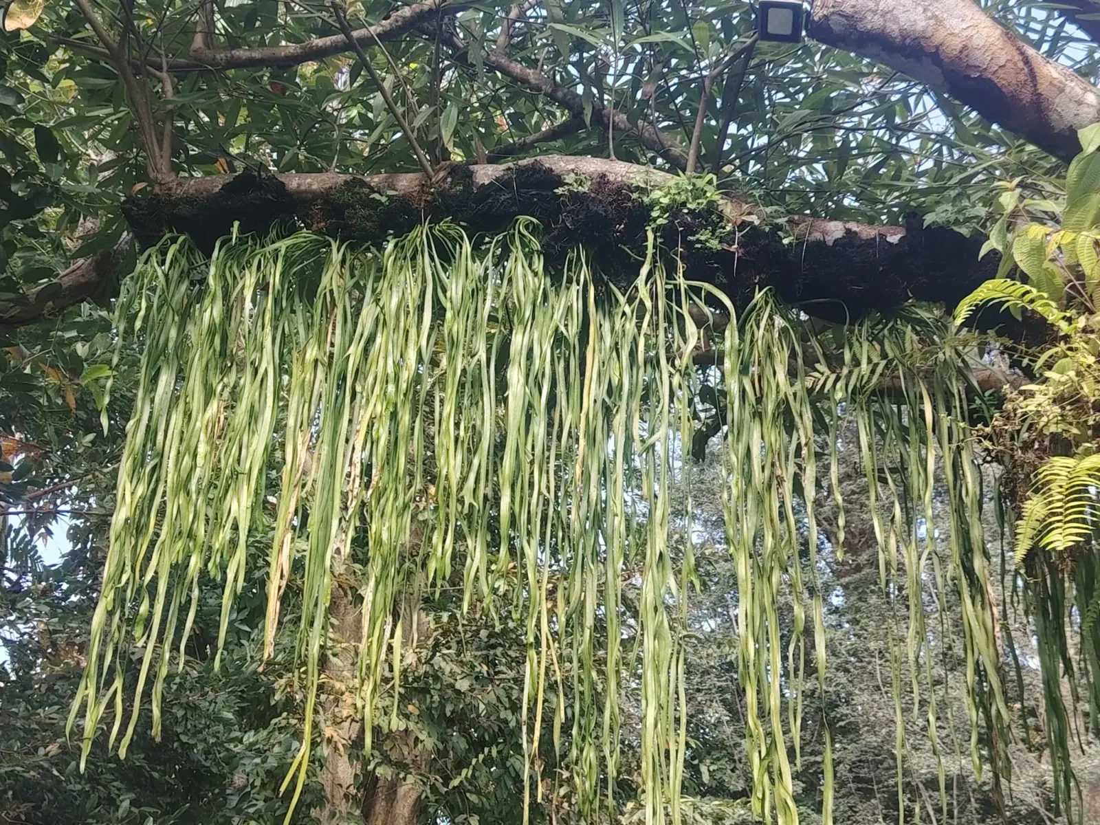 260124_chiang_mai_086