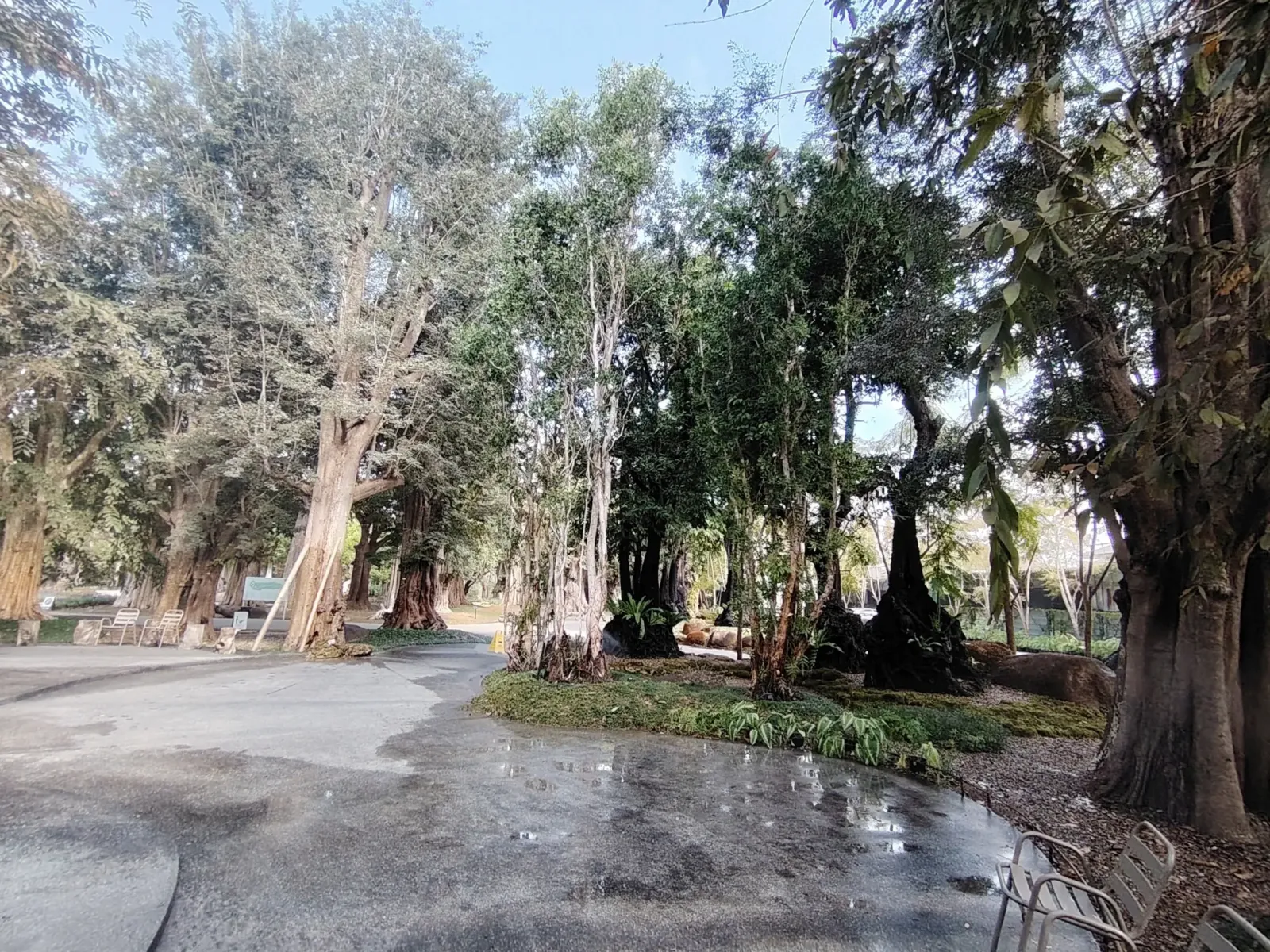 260124_chiang_mai_088