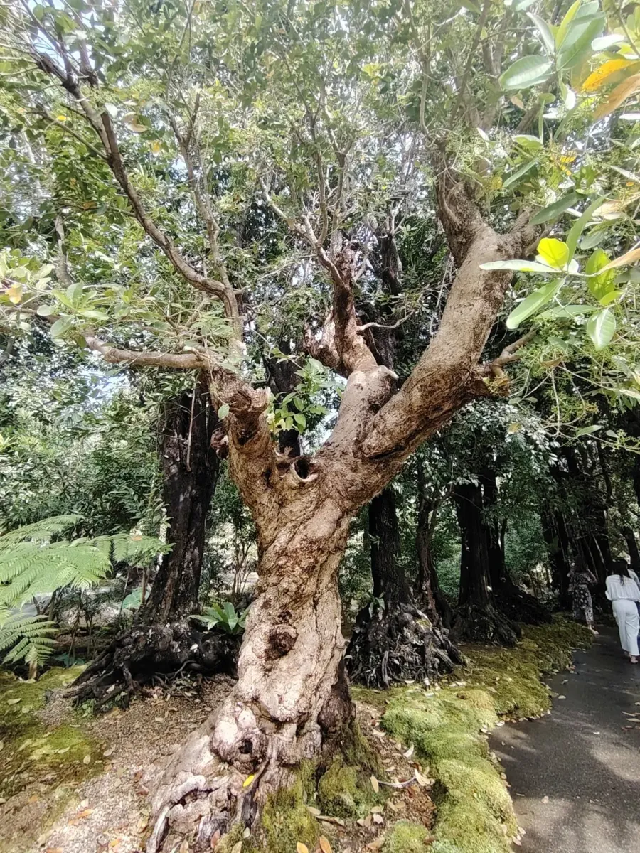 260124_chiang_mai_095