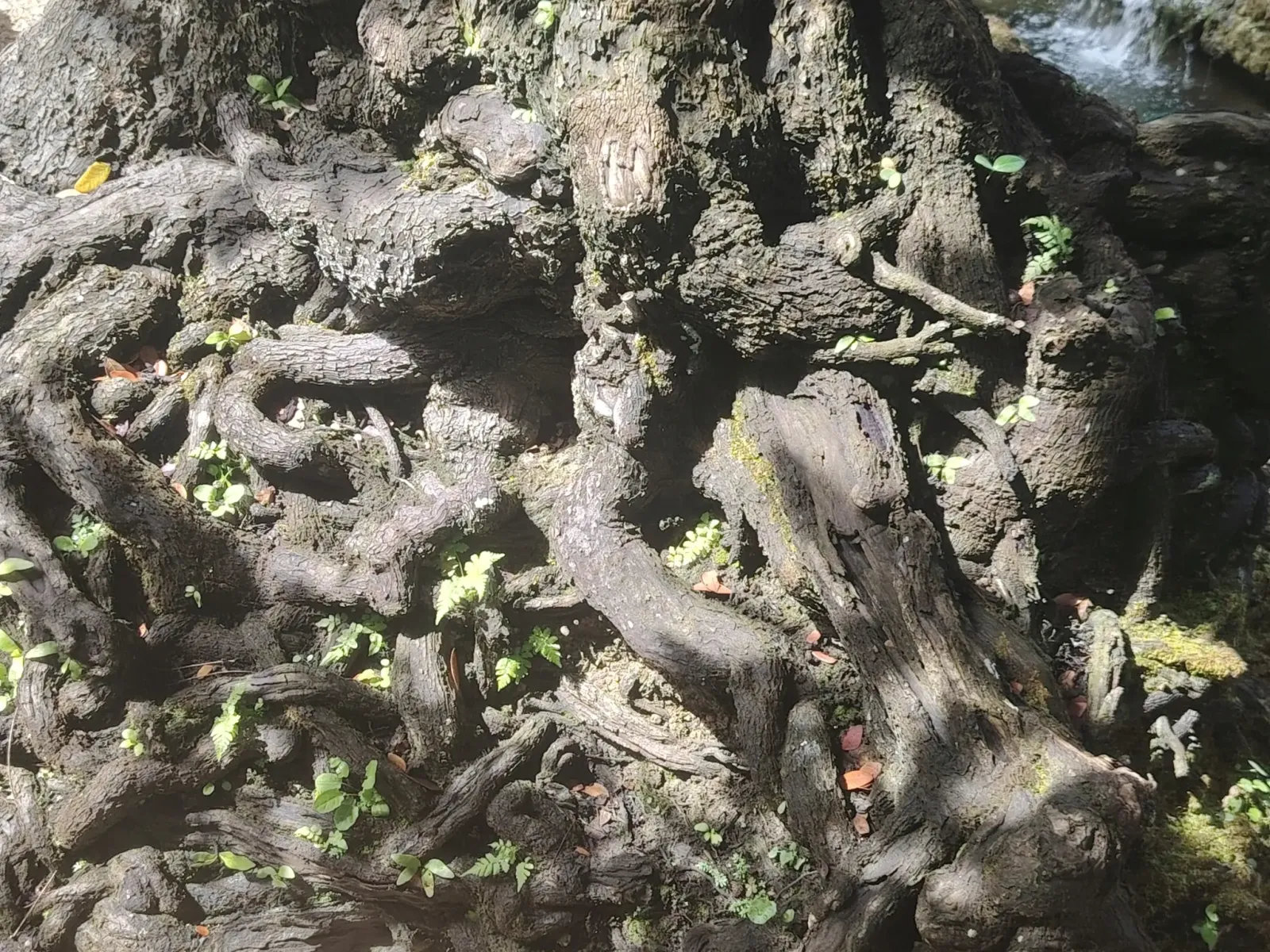 260124_chiang_mai_100