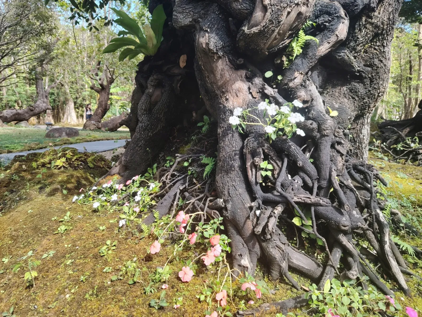 260124_chiang_mai_116