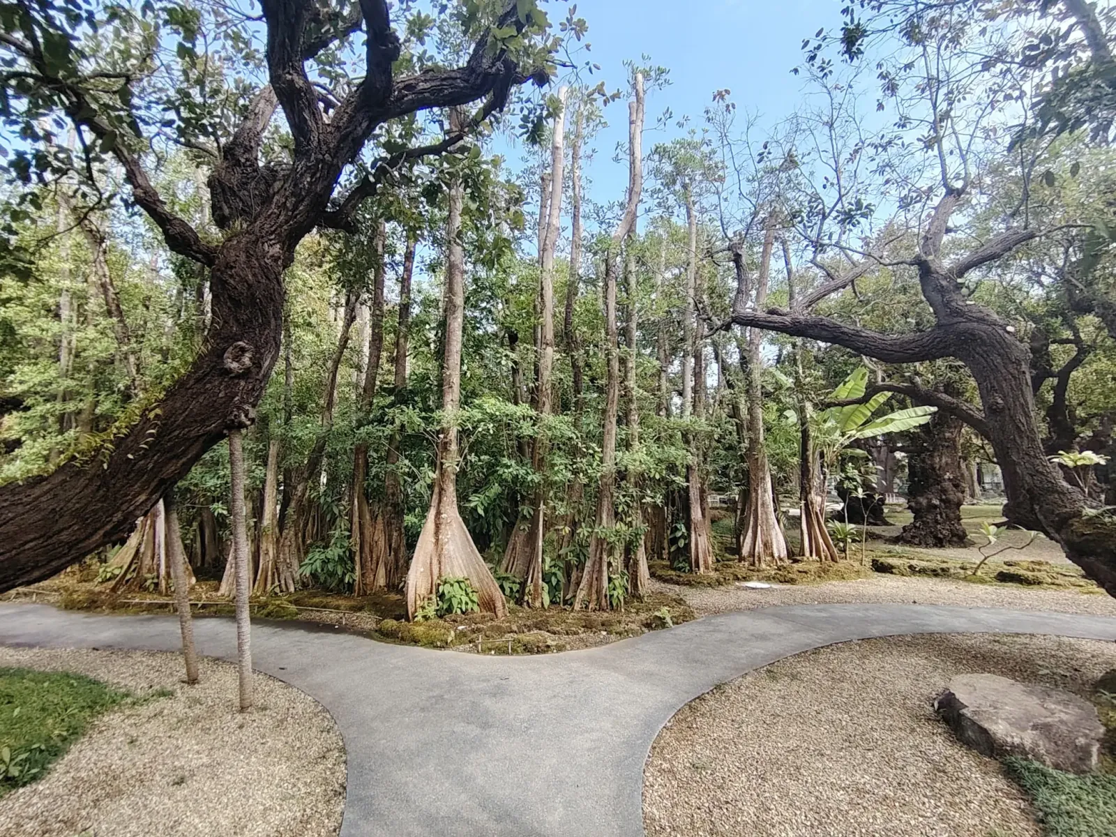 260124_chiang_mai_119