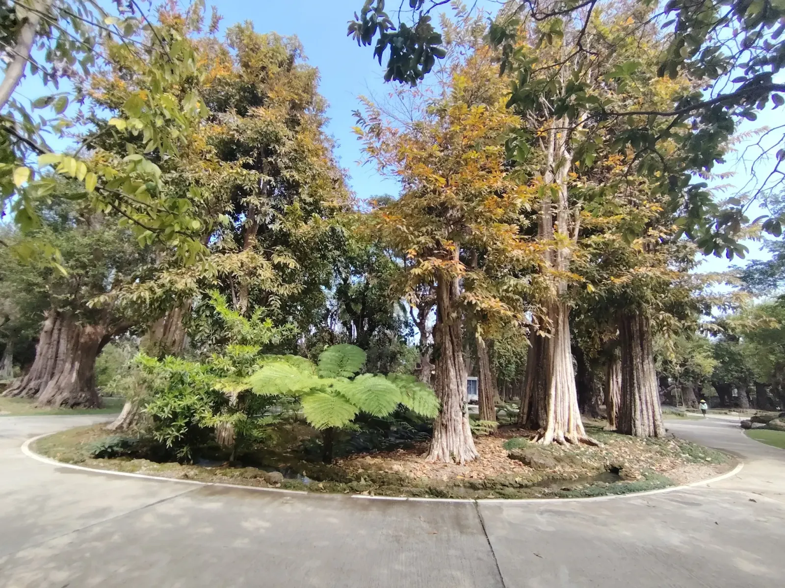 260124_chiang_mai_127