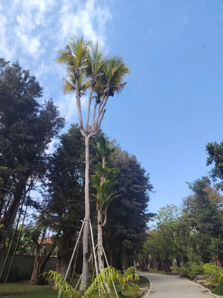 260124_chiang_mai_132