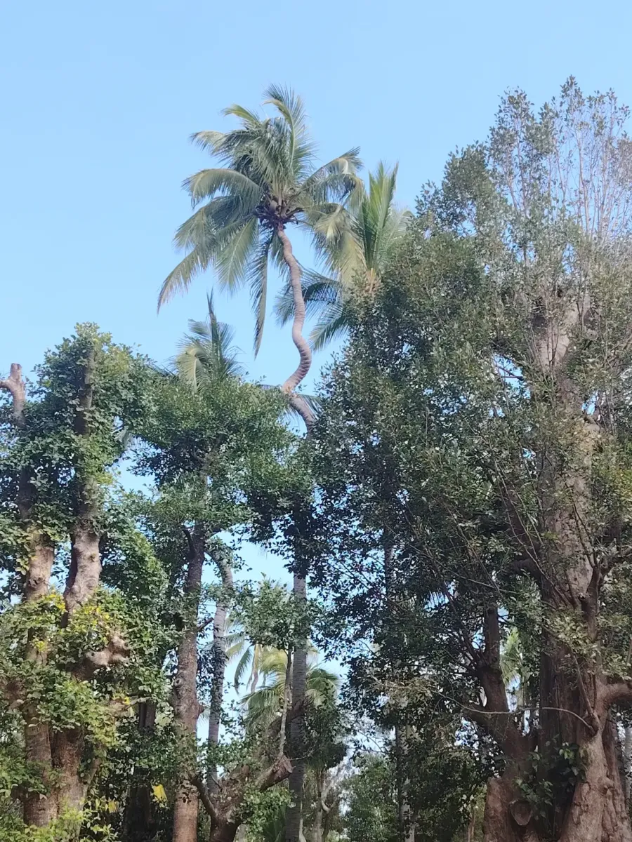 260124_chiang_mai_143