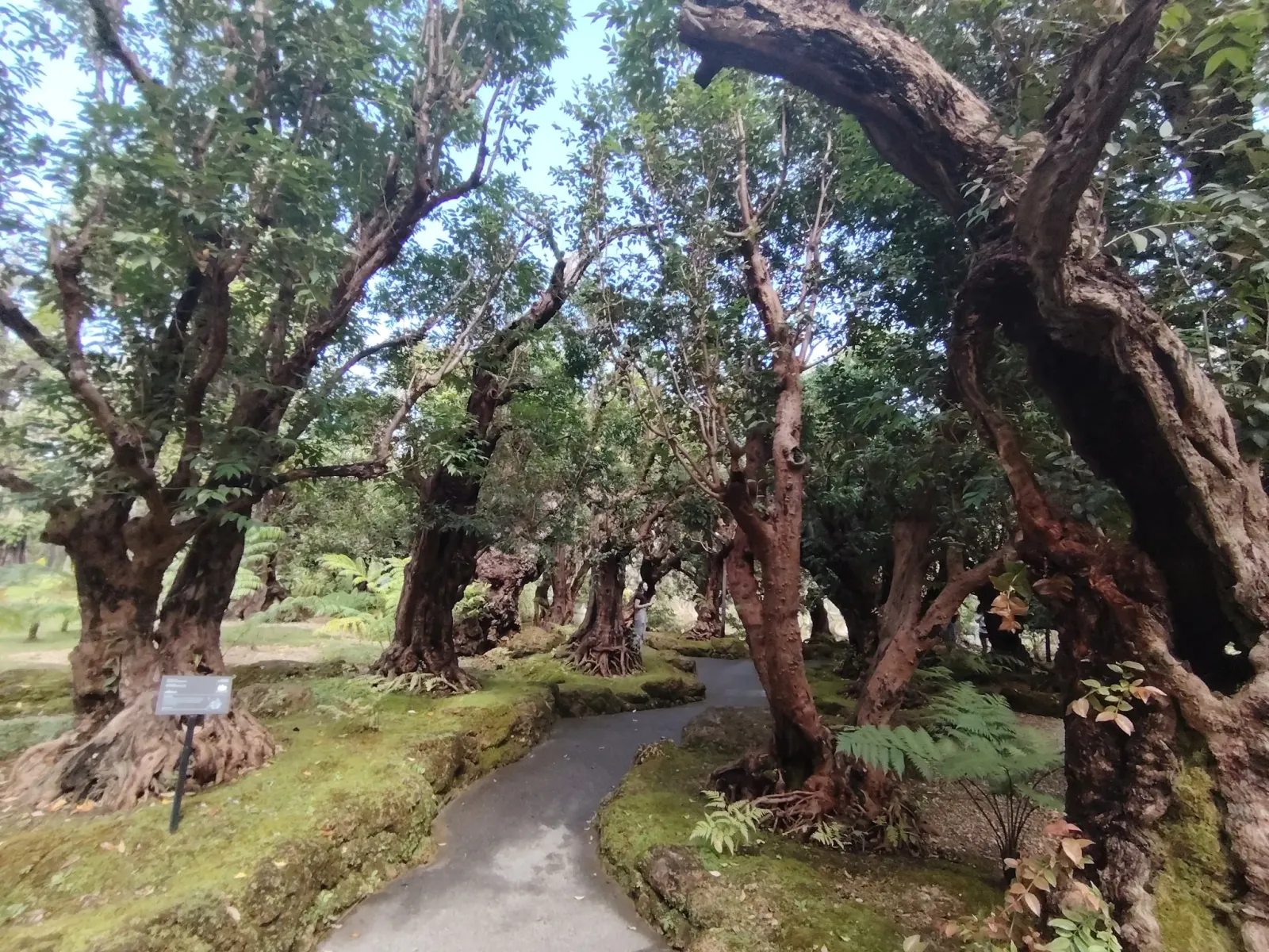 260124_chiang_mai_151