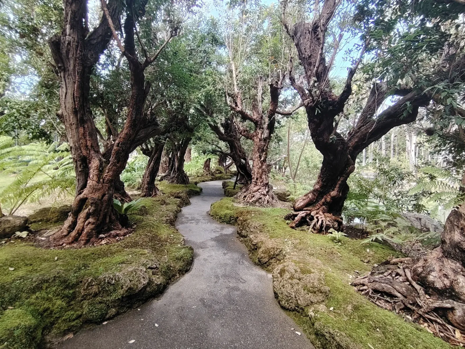 260124_chiang_mai_155