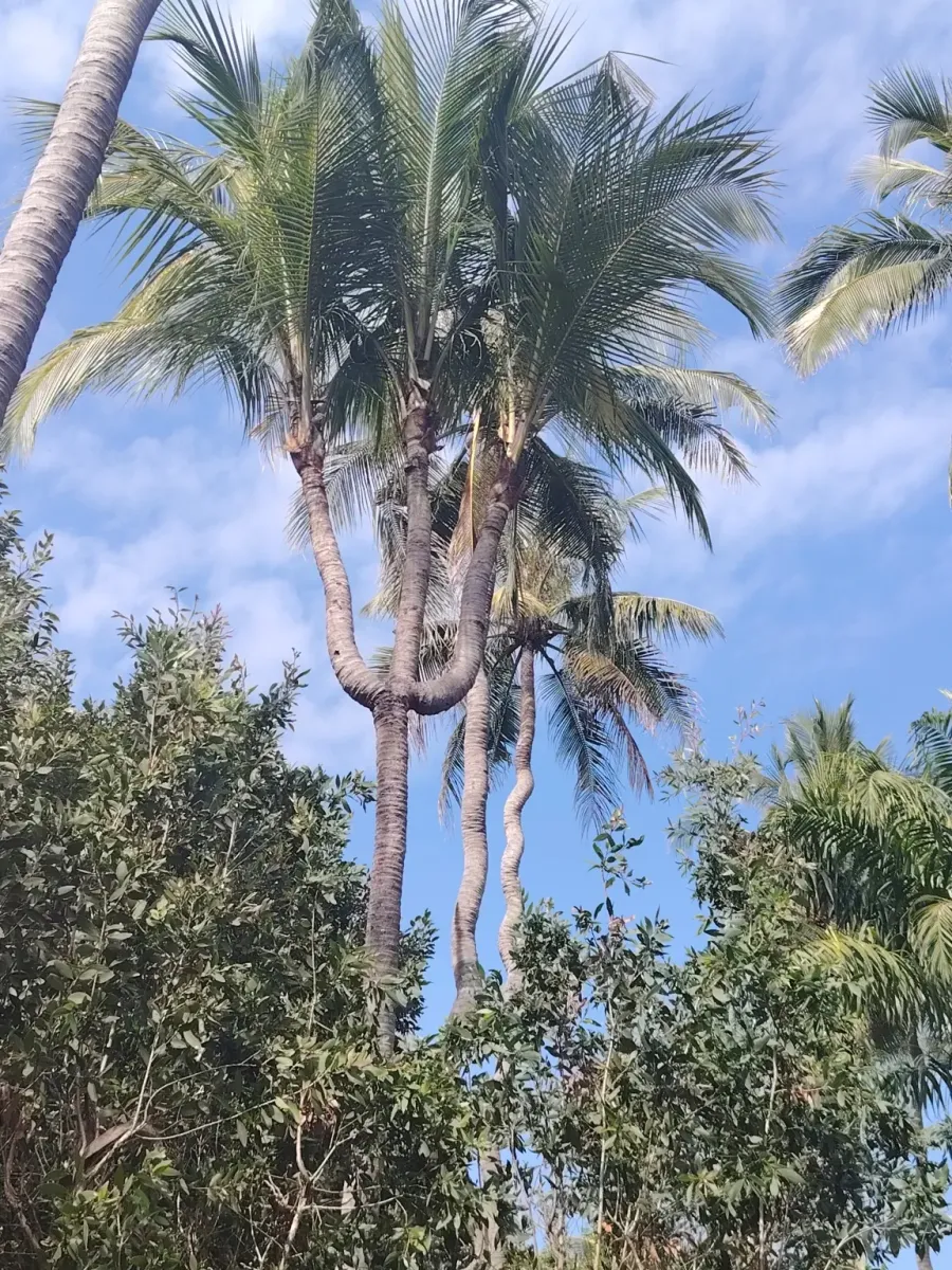 260124_chiang_mai_175