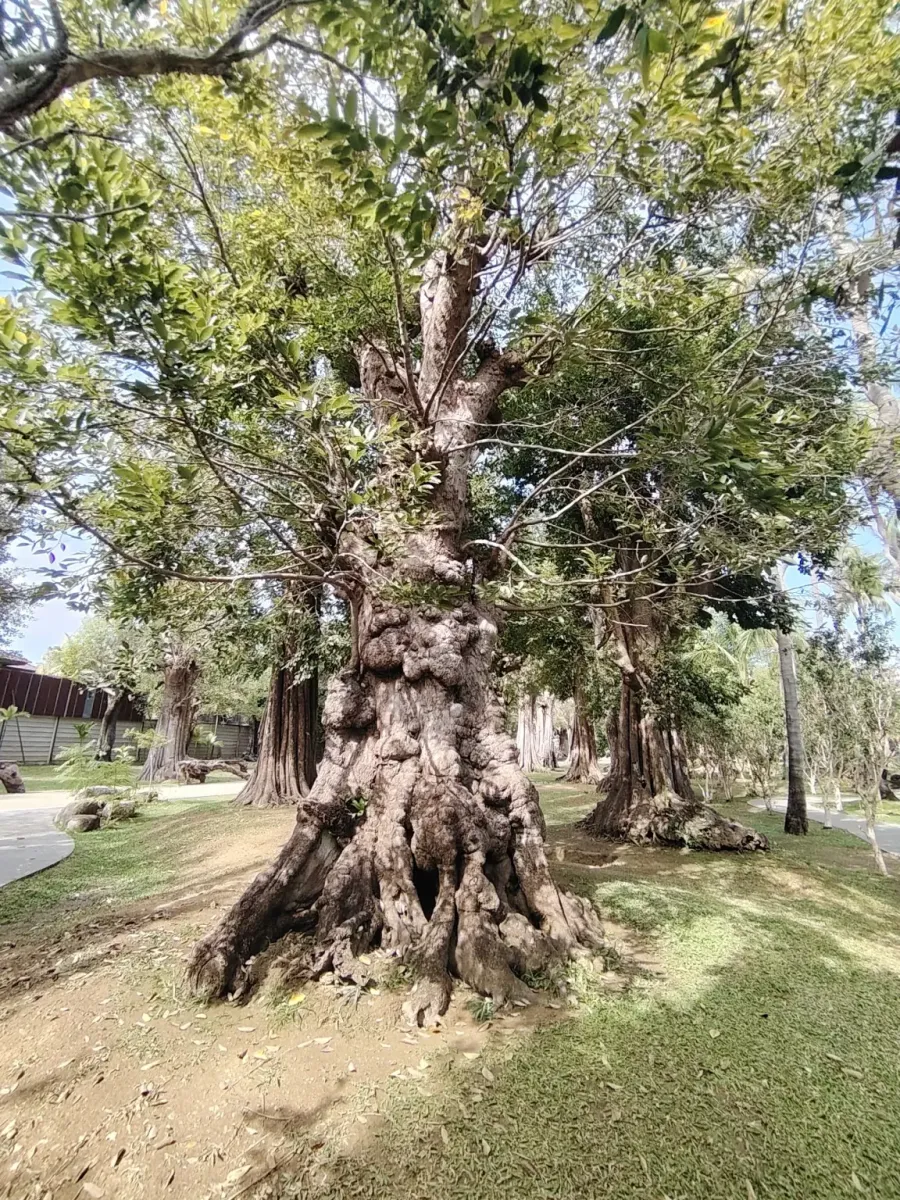 260124_chiang_mai_178