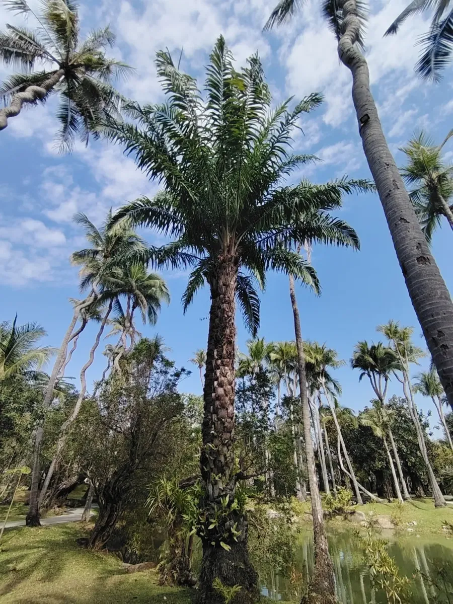 260124_chiang_mai_184