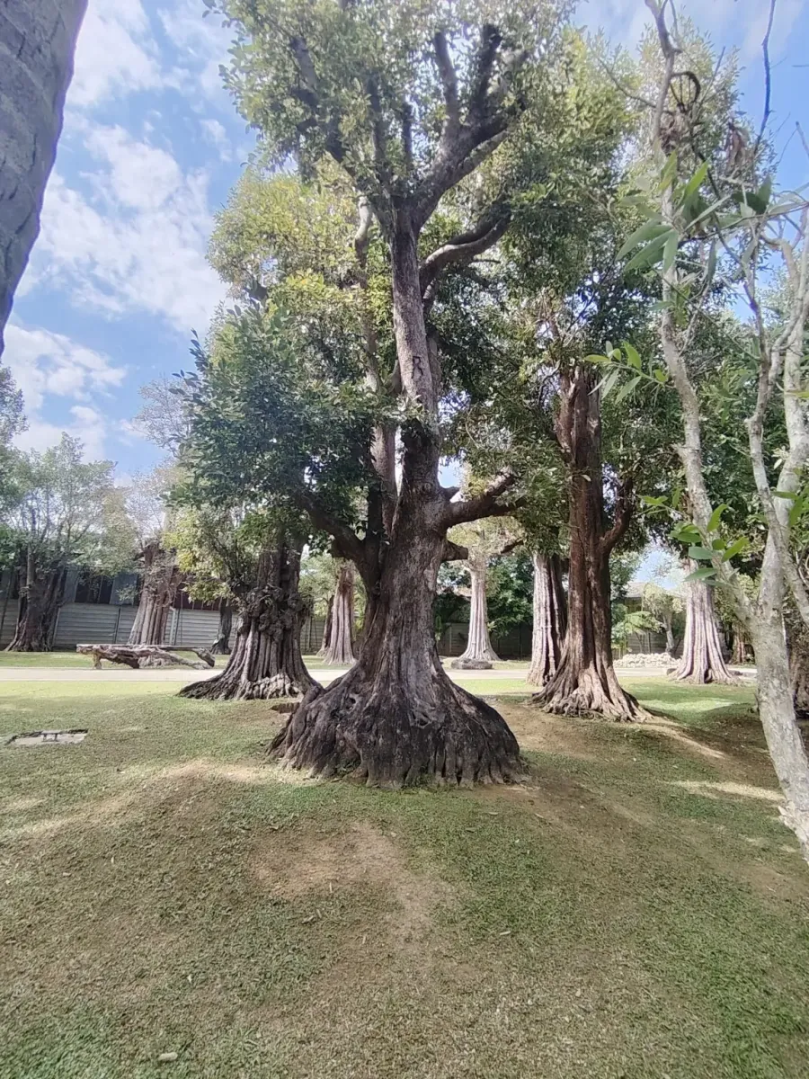 260124_chiang_mai_187