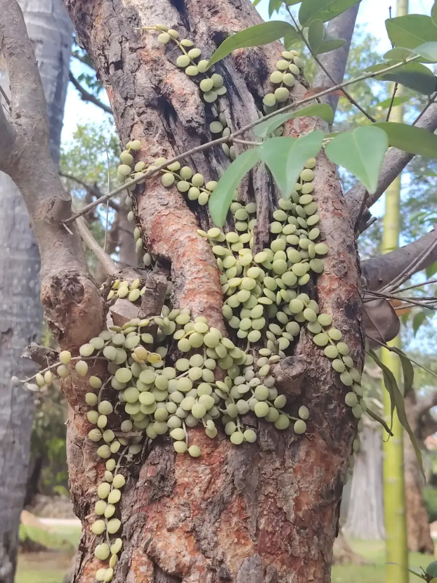 260124_chiang_mai_192