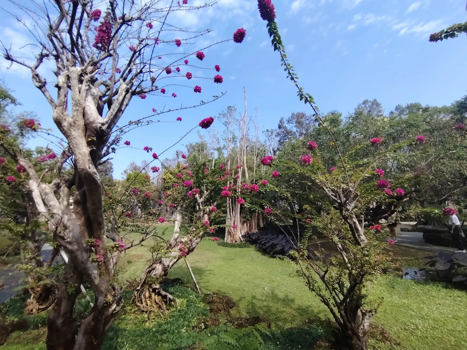 260124_chiang_mai_195