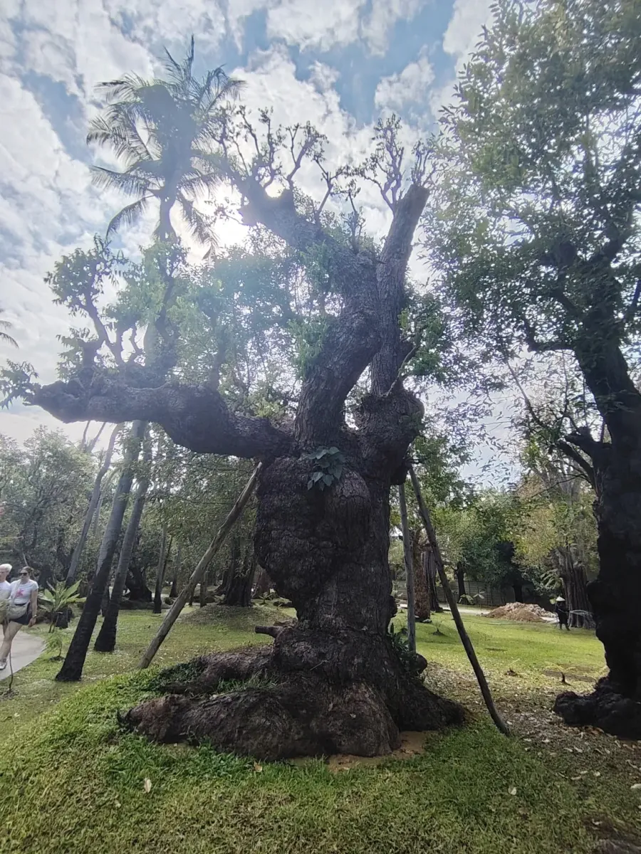 260124_chiang_mai_199