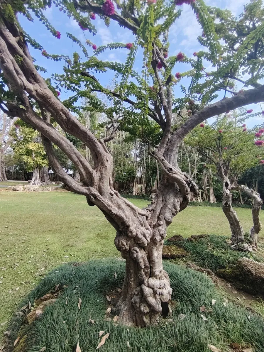 260124_chiang_mai_202