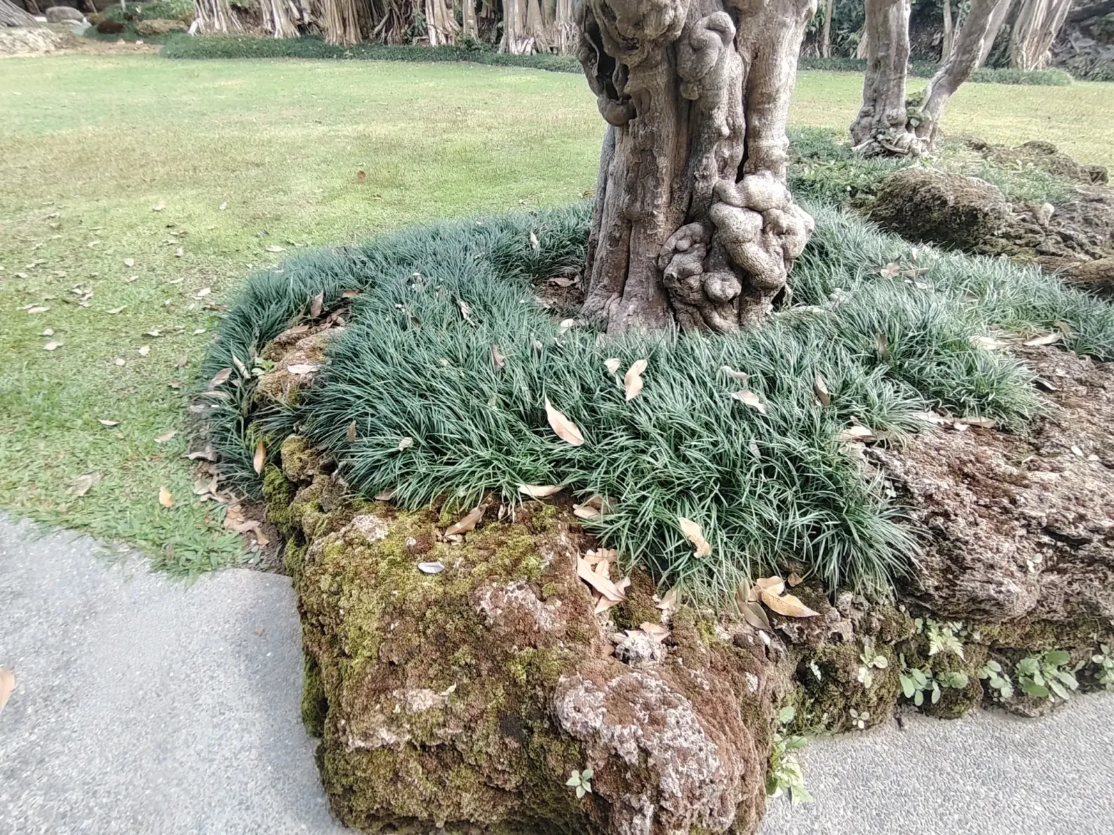 260124_chiang_mai_203