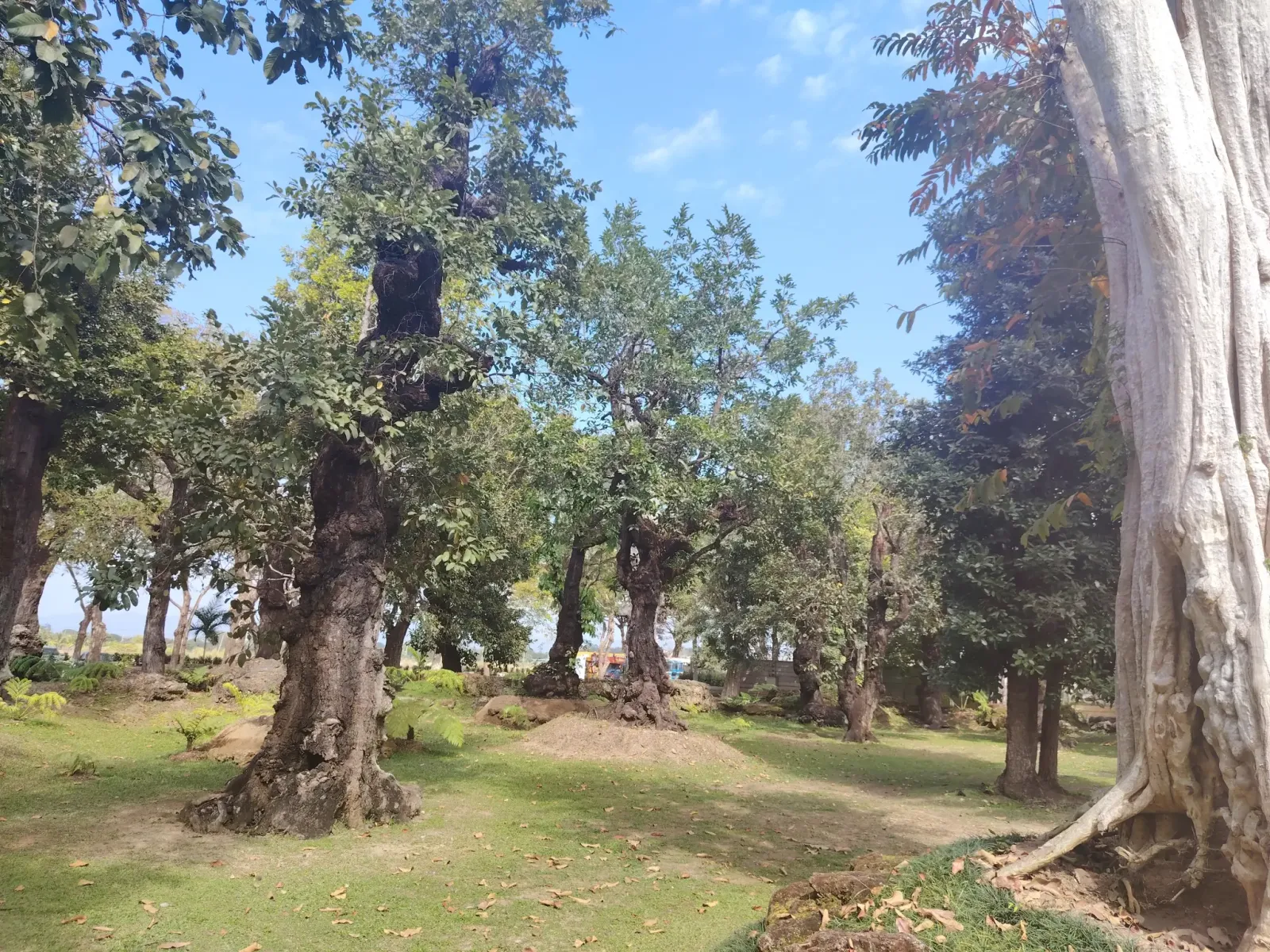 260124_chiang_mai_226