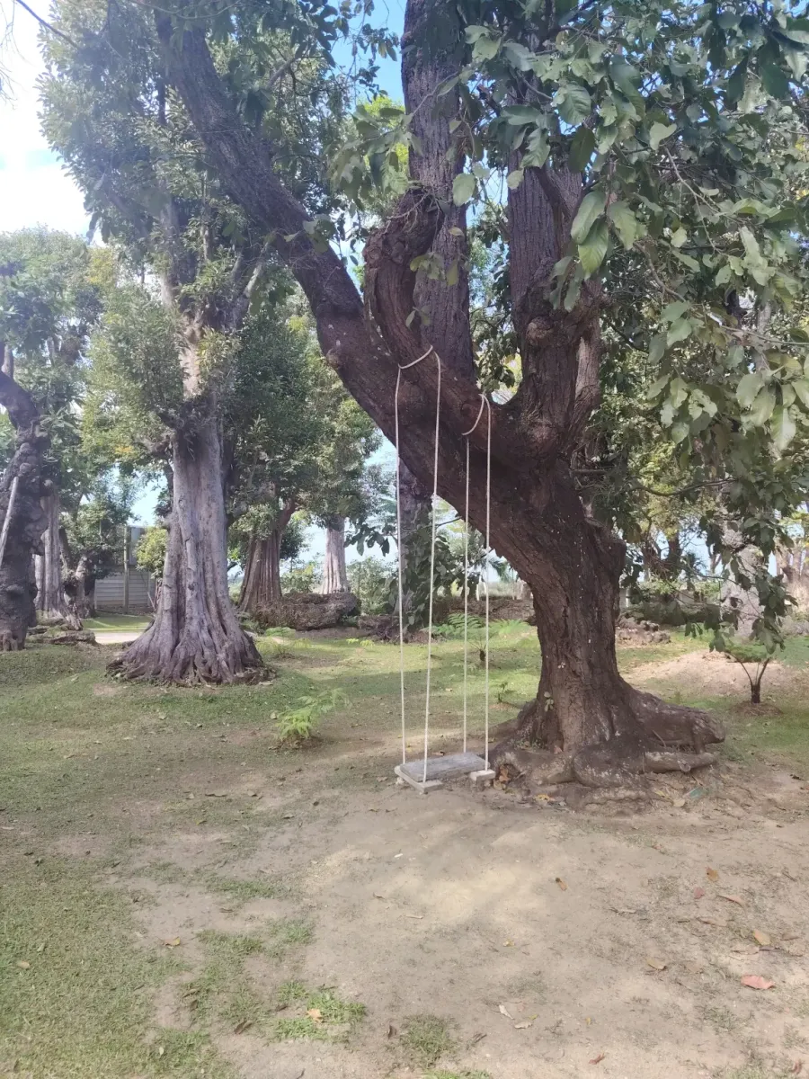 260124_chiang_mai_227