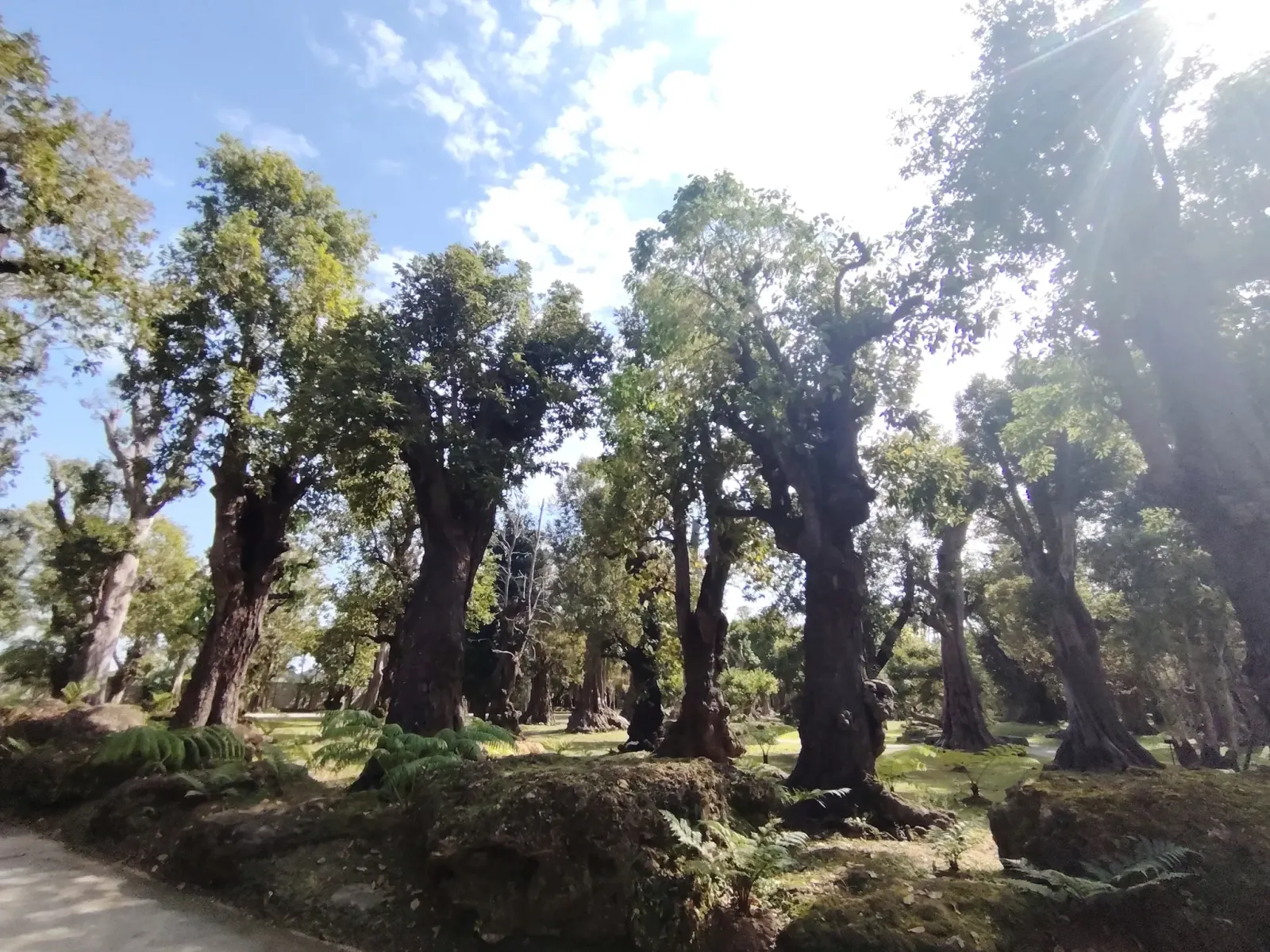 260124_chiang_mai_258