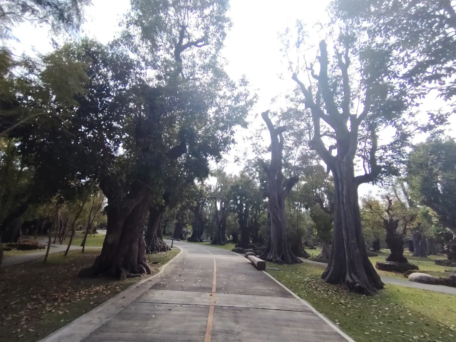 260124_chiang_mai_271