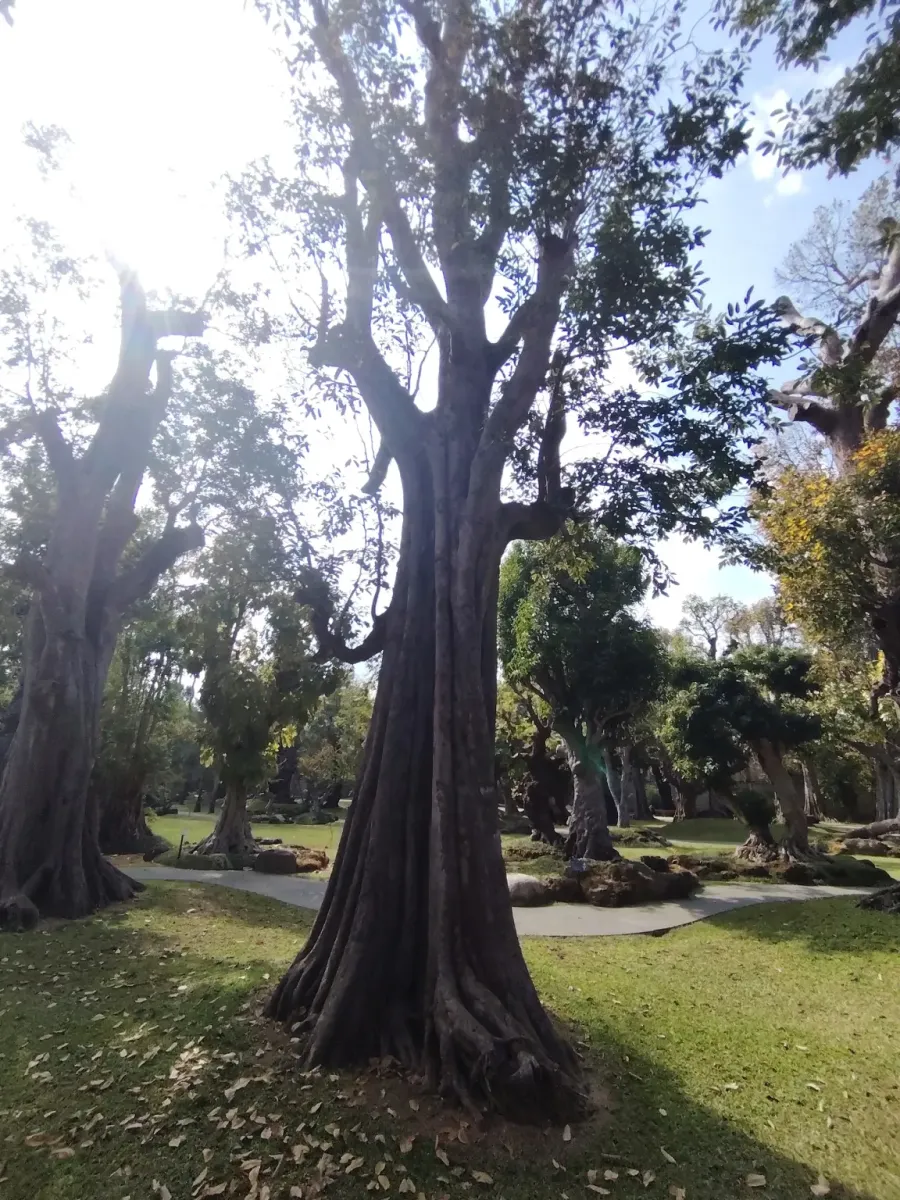 260124_chiang_mai_272