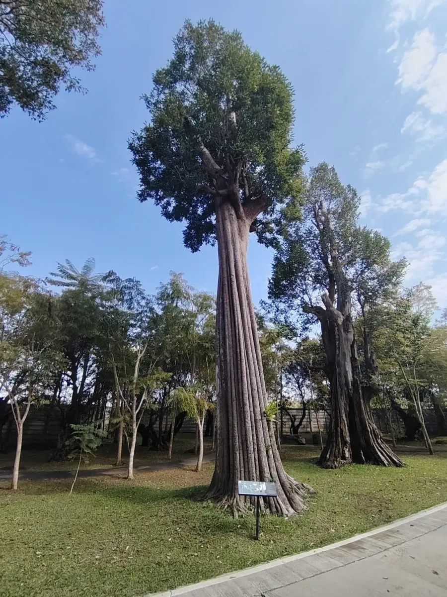 260124_chiang_mai_279