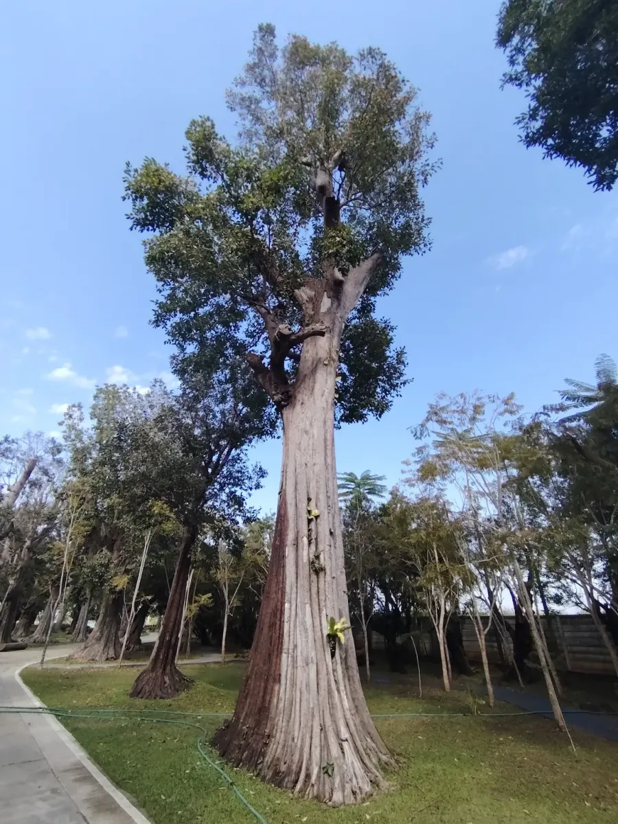 260124_chiang_mai_280