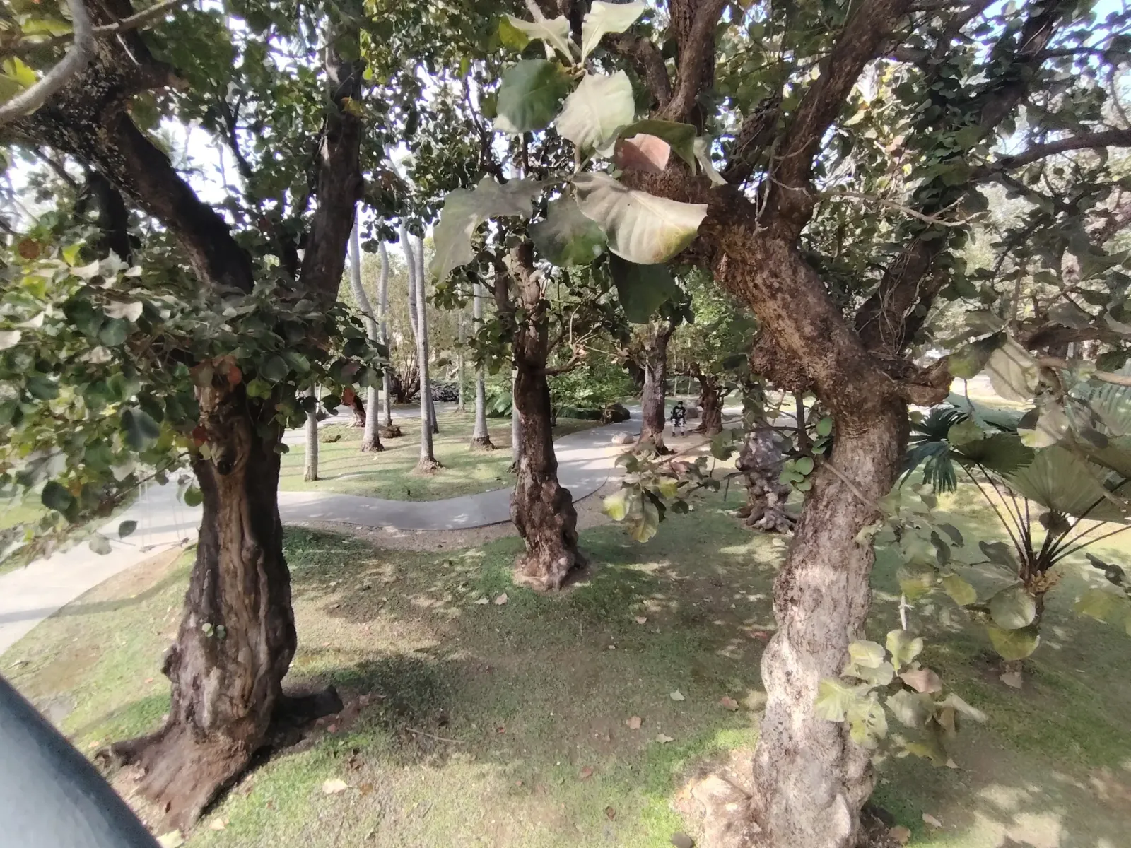 260124_chiang_mai_288