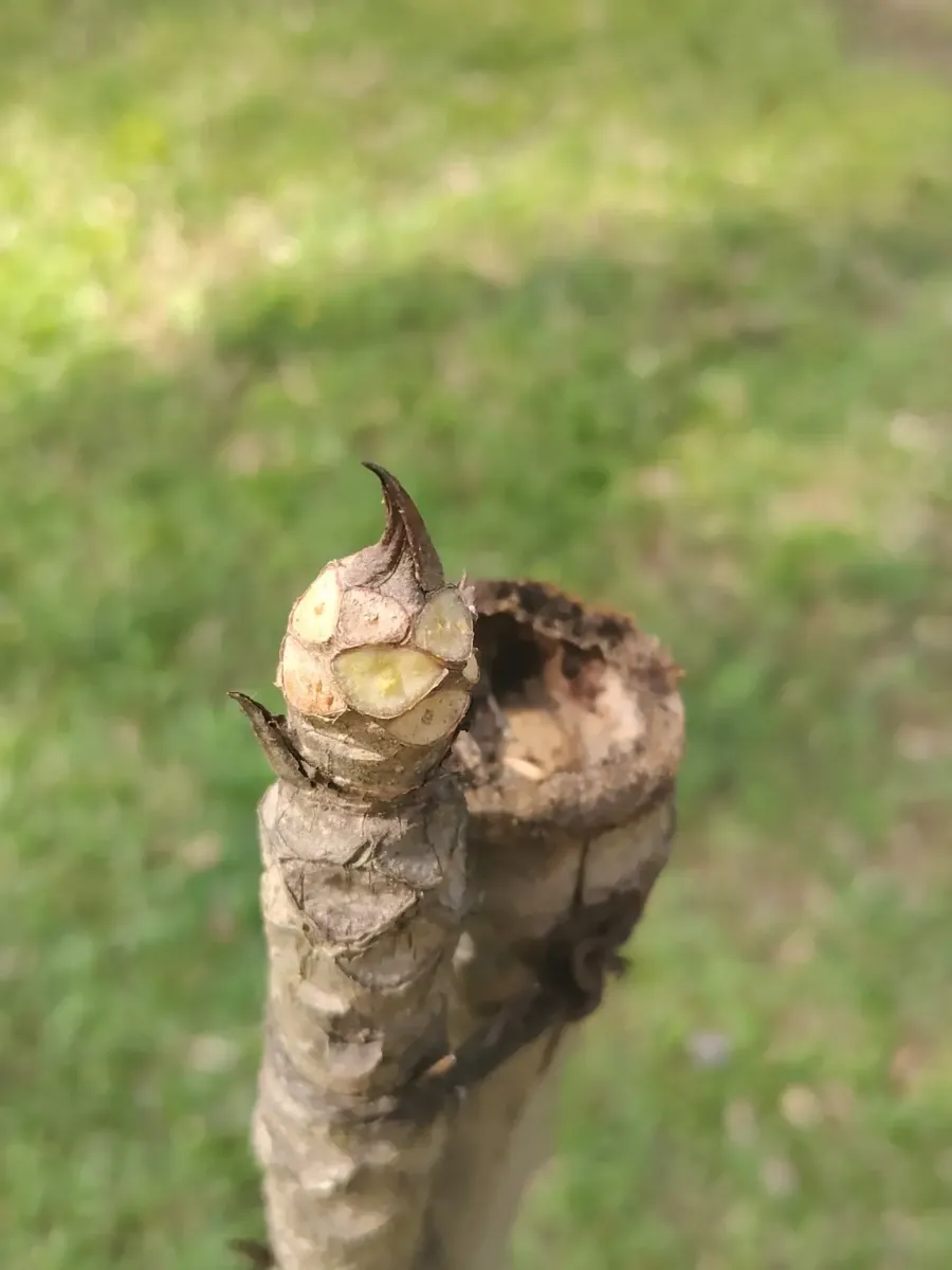 260124_chiang_mai_297