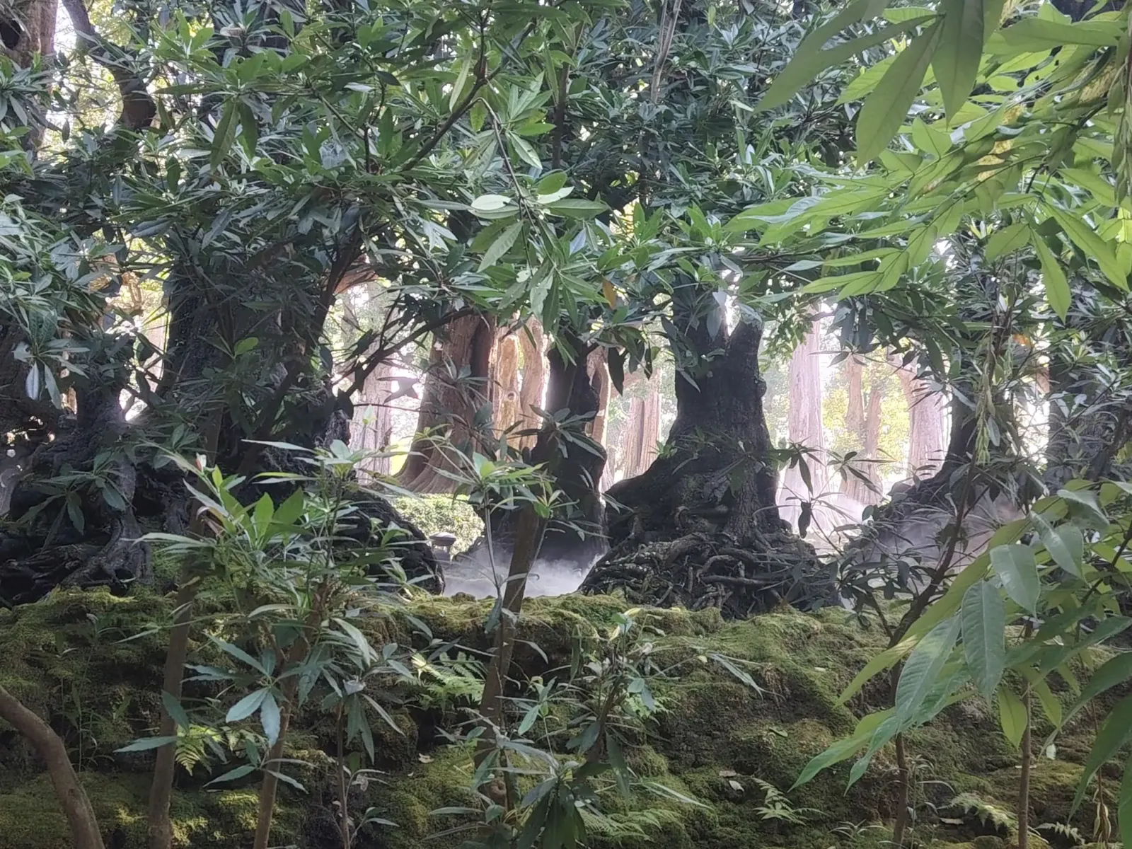 260124_chiang_mai_333