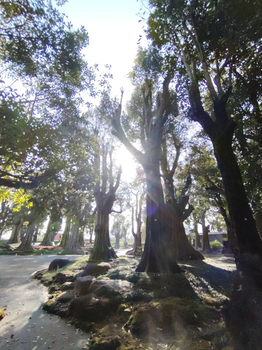 260124_chiang_mai_356