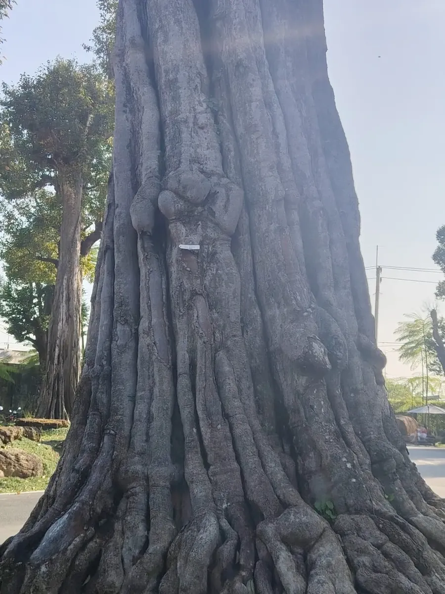 260124_chiang_mai_359