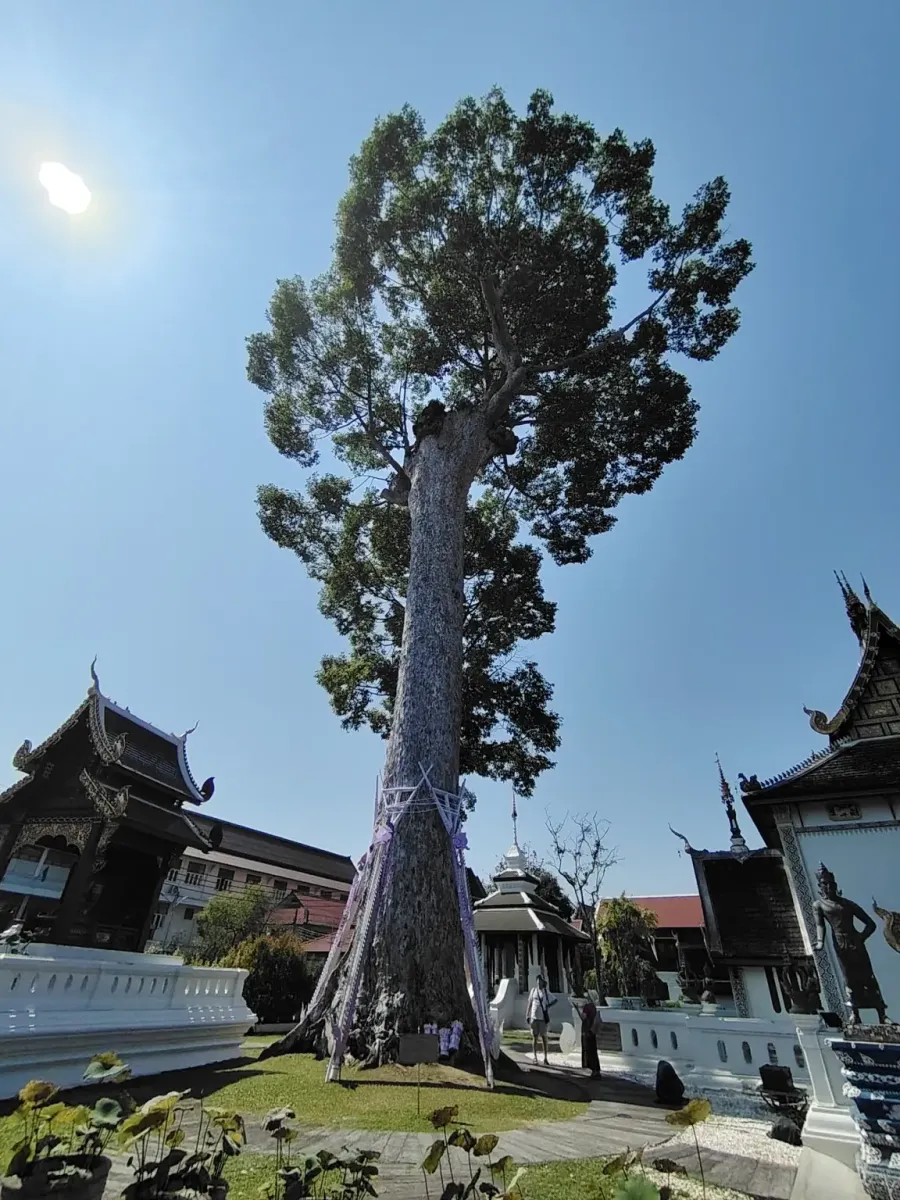 260131_chiang_mai_287