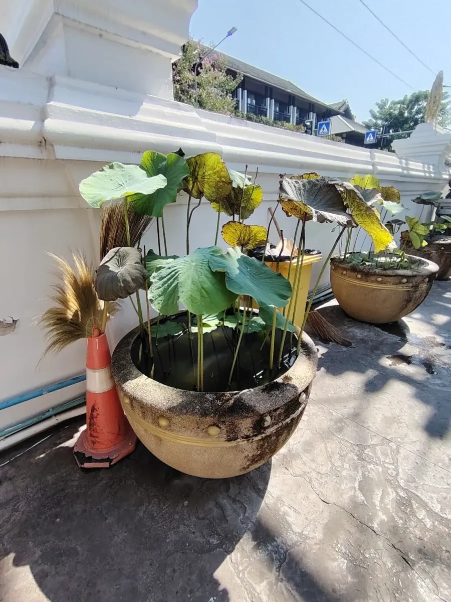 260131_chiang_mai_288