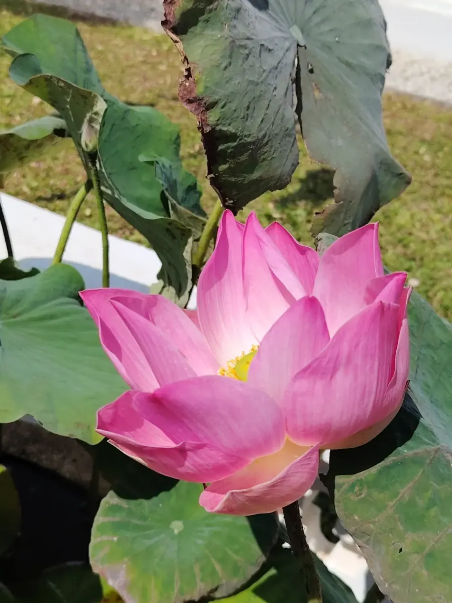 260131_chiang_mai_371