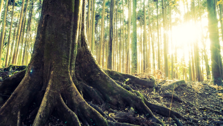 Jungle forest with Tree root and sun flare - vintage filter