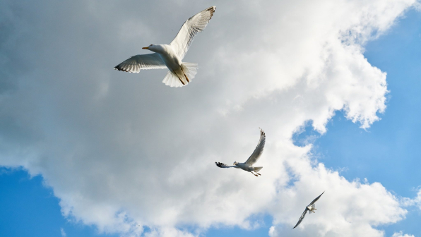 Seagulls