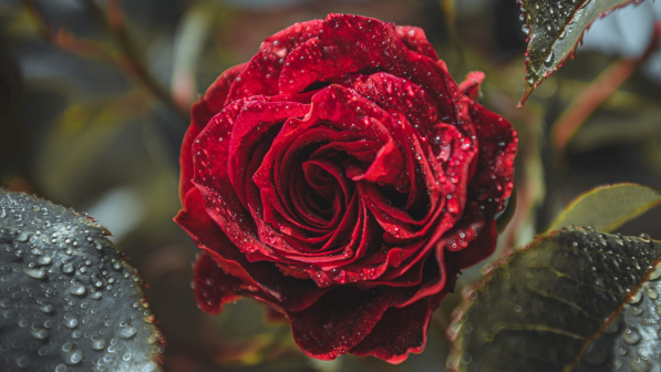 Red rose flower with water drops on a rainy spring day